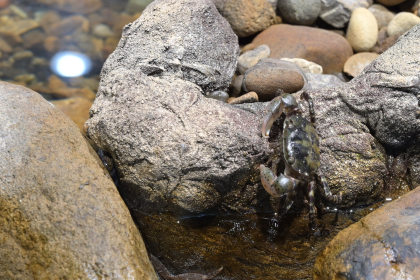 展示水槽のカニ