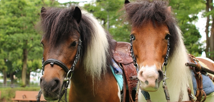 海老名運動公園_馬