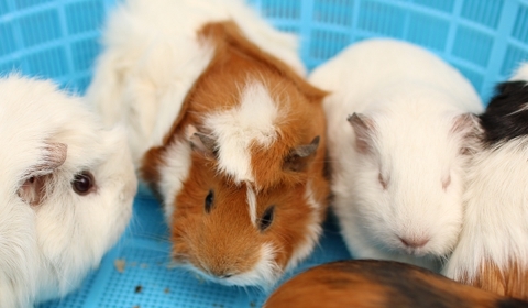 海老名運動公園_小動物