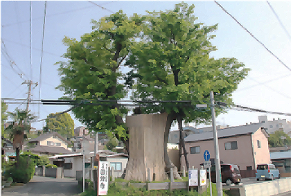 Giant Keyaki (zelkova)