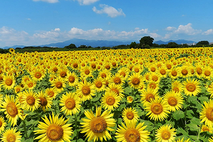 Sunflower fields