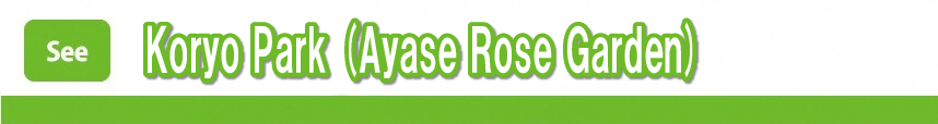 Koryo Park (Ayase Rose Garden)