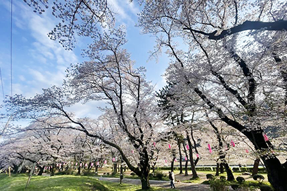 上大島キャンプ場の桜
