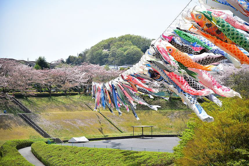 若宮公園の鯉のぼり