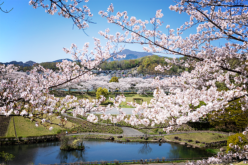 若宮公園の桜
