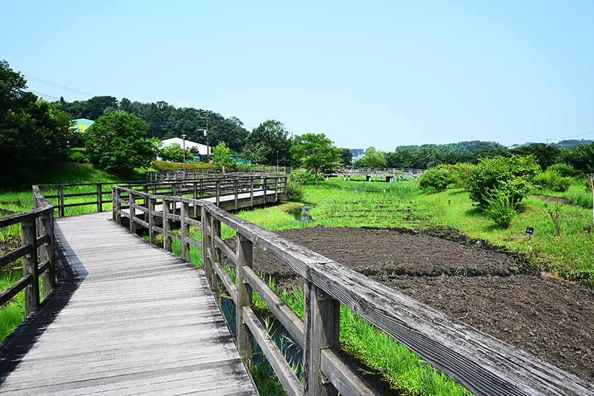 蟹ヶ谷公園の木道