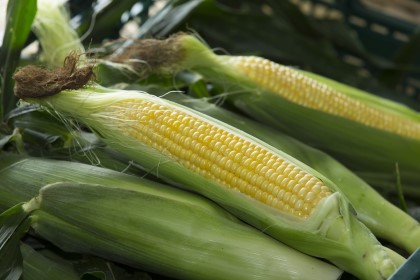 Saisoku Ayase Corn