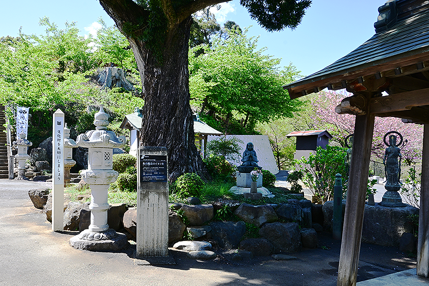 長谷寺イヌマキの木