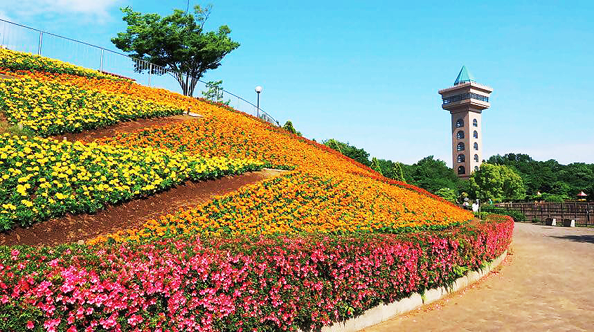 麻溝公園-斜面花壇の様子