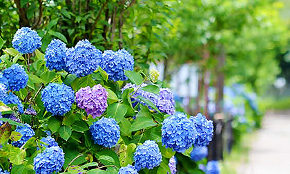 麻溝公園のアジサイ