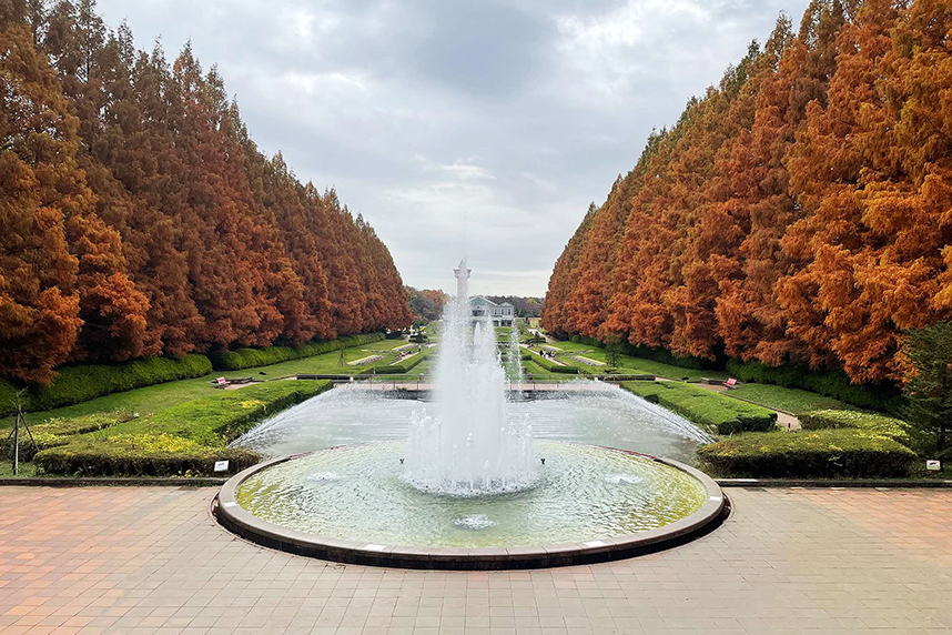 相模原公園のメタセコイヤ