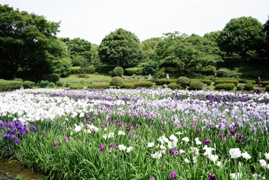 花菖蒲の開花の様子