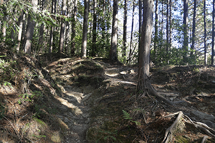陣馬山の道の様子