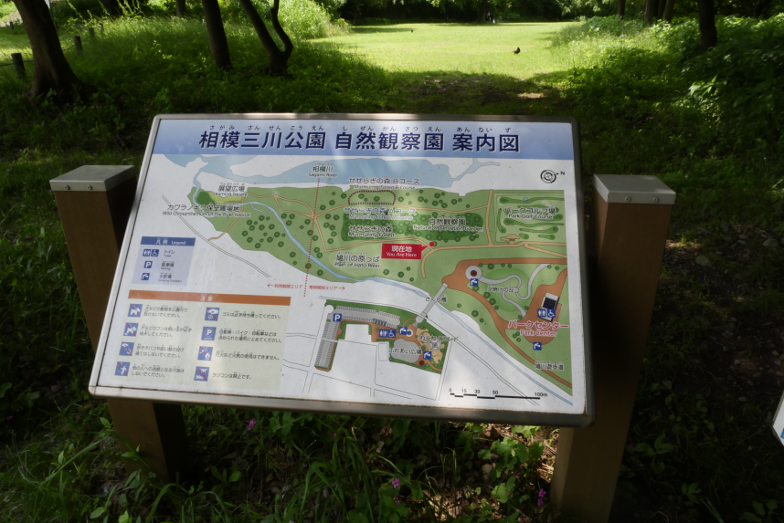 県立三川公園の自然観察園