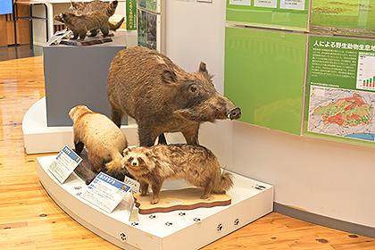 野生動物のはくせい展示2