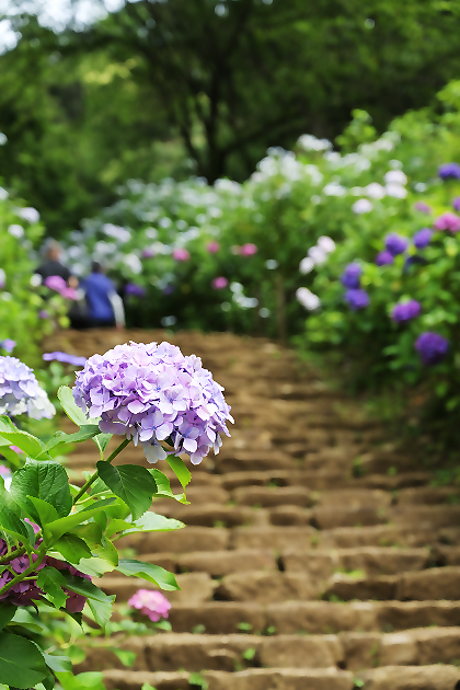 園内のあじさいの花