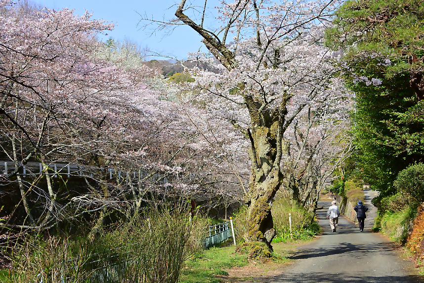 桜が咲き乱れるコースの様子