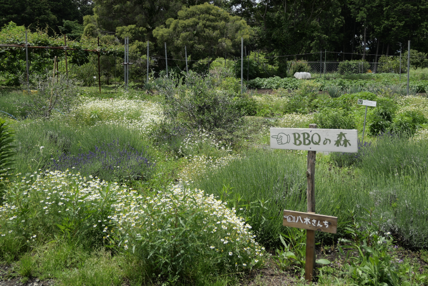 モナの丘にあるBBQの森