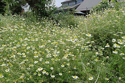カモミール畑