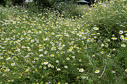 収穫できるカモミール