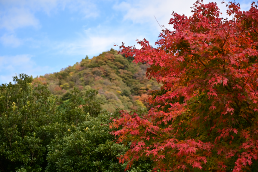 秋の風景