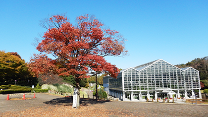 相模原公園の秋