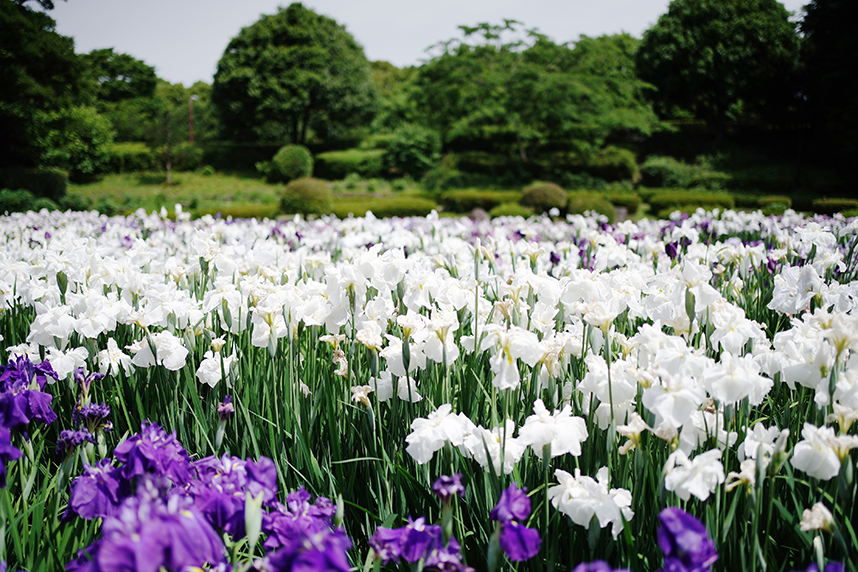 県立相模原公園の取材ページ