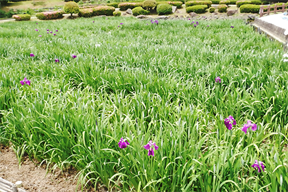 つぼみが広がる水無月園