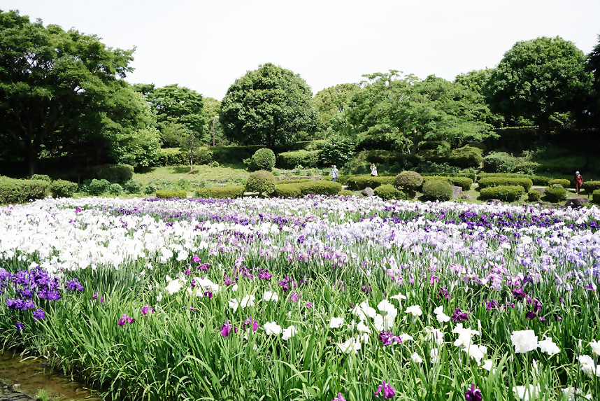 花菖蒲の開花の様子