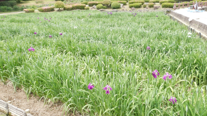 つぼみが広がる水無月園