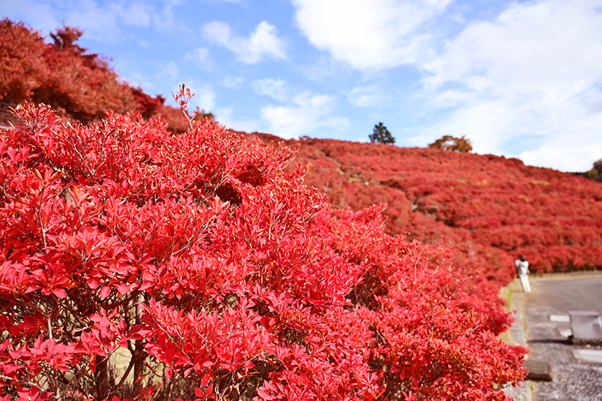 鳥居原のドウダンつつじ