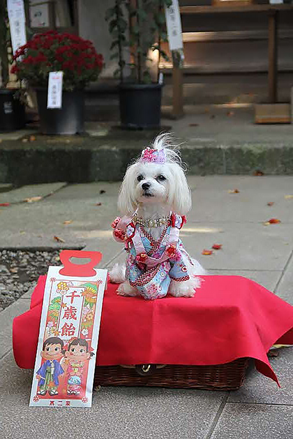 座間神社参拝のワンコ1
