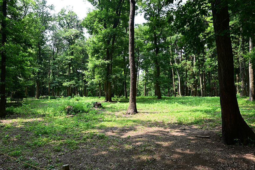 長峰の森の様子2