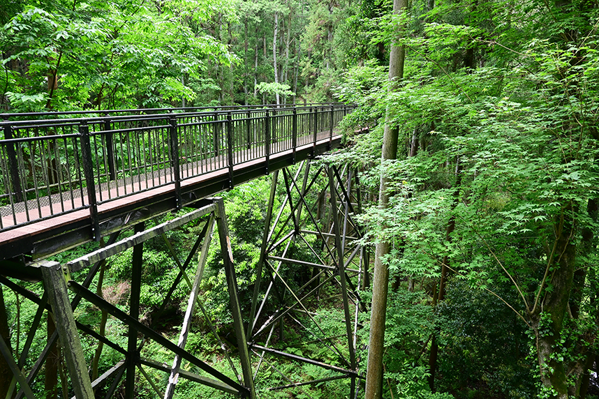 あつぎこどもの森公園の「森の空中回廊」