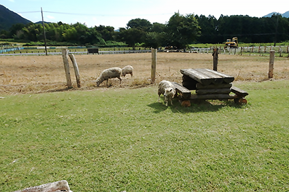 脱走している羊