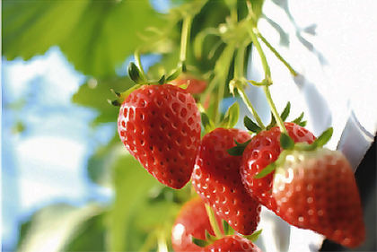 Strawberry Picking (Ebina City)