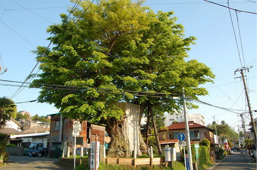 海老名の大欅の様子