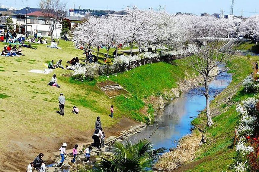 県立三川公園の桜