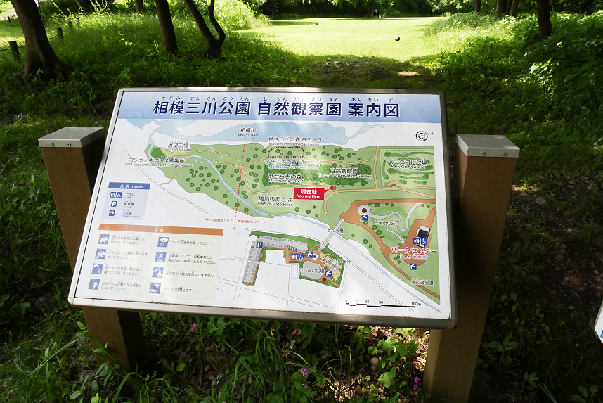 県立三川公園の自然観察園