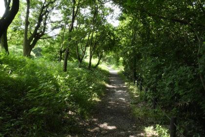 県立三川公園の自然観察園