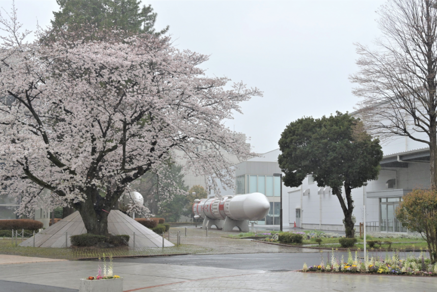 雨のJAXA_桜