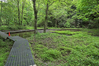 自然観察園の中にある池2
