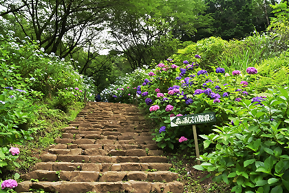 紫陽花の道