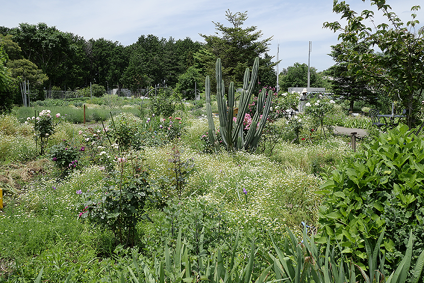 モナの丘の様子