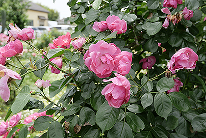 モナの丘のバラ