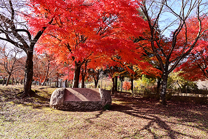 湖畔庭園のもみじ