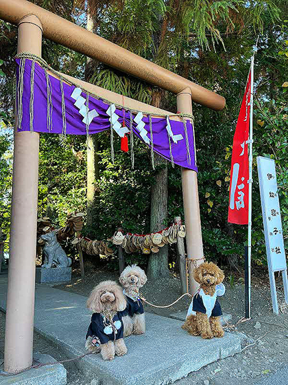 座間神社にあるいぬねこ社4