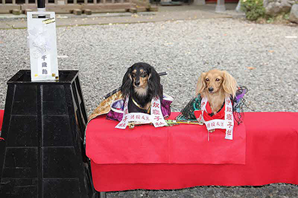 座間神社に参拝したワンコ2