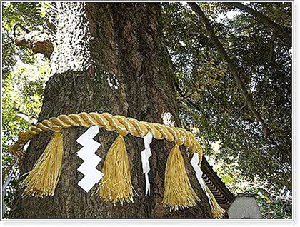 座間神社にあるご神木付近の写真