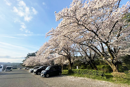 上大島キャンプ場の桜4